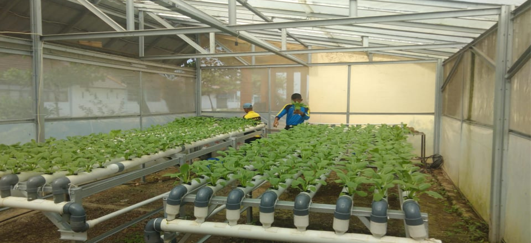 GreenHouse 